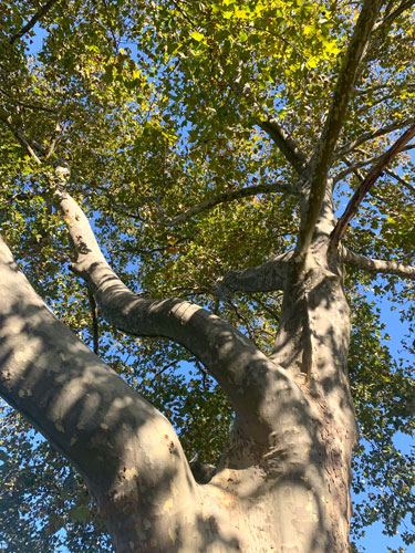 An American Sycamore Tree at the Rowan University Arboretum 