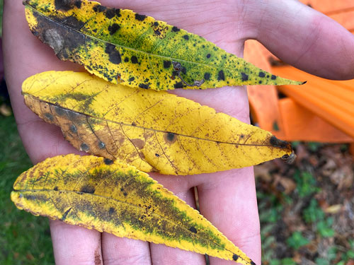 Leaves from a Black Walnut tree at the Rowan University Arboretum