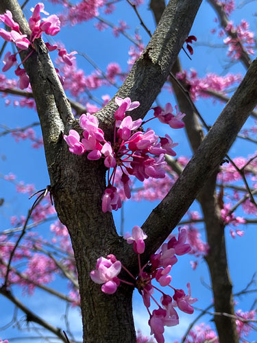 An Eastern RedbudTree at the Rowan University Arboretum 