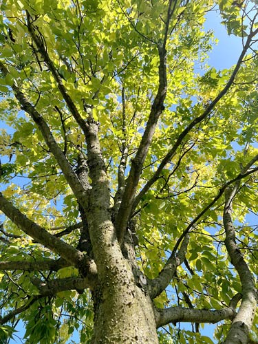 A Hackberry Tree at the Rowan University Arboretum 