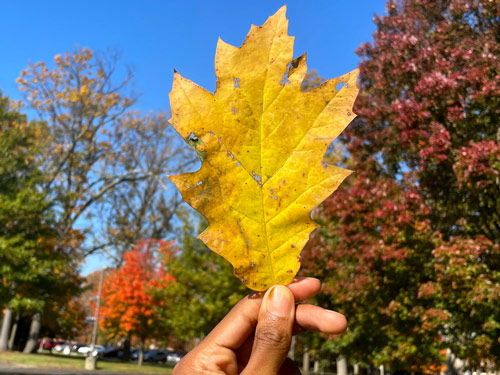A Northern Red Oak leaf at the Rowan University Arboretum