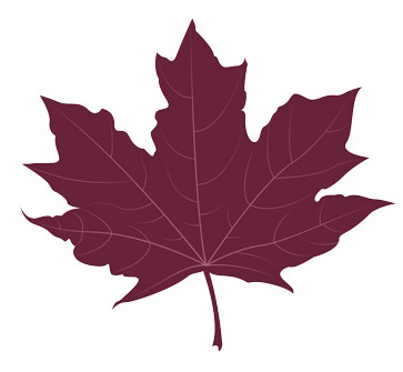 An illustration of a Crimson King Norway Maple leaf.