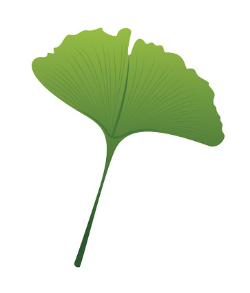 An illustration of a Ginkgo Biloba leaf. 