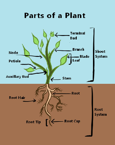 An illustration of a Pignut Hickory leaf.