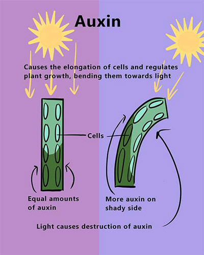 An illustration depicting aunix.